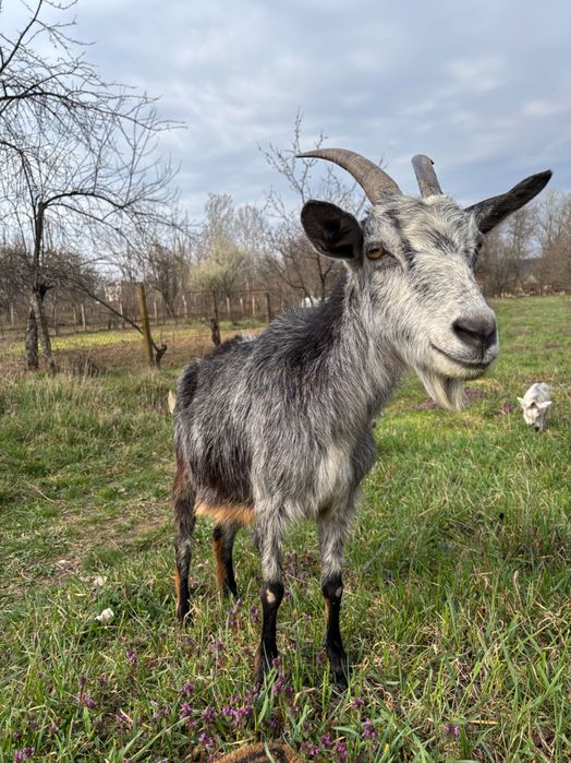 Capră carpatină + iadă