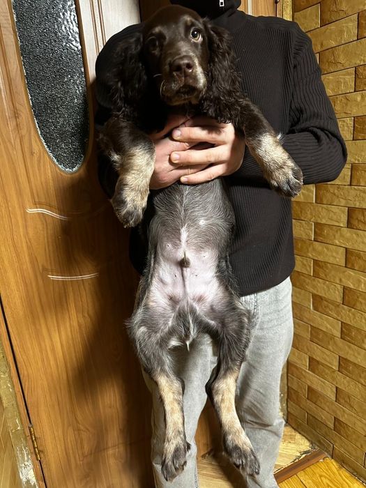 Продам собаку спаниель