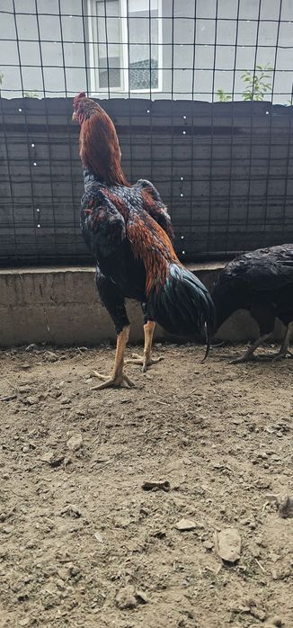 Дакан бойцовая птица