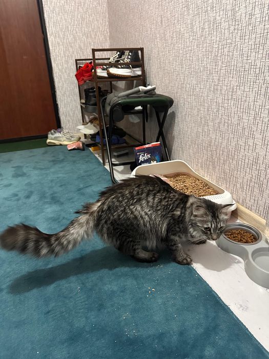 Кошка домашняя!!