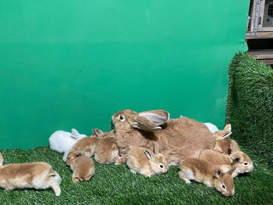 Burgunt zotli quyonlar Sotiladi