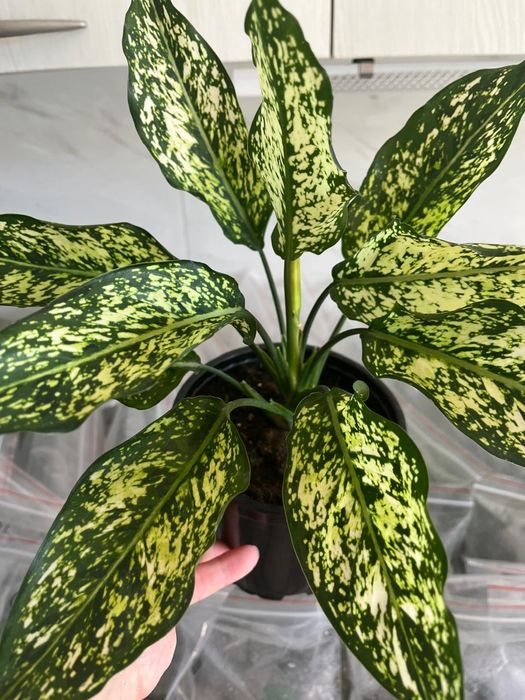 Комнатные растения