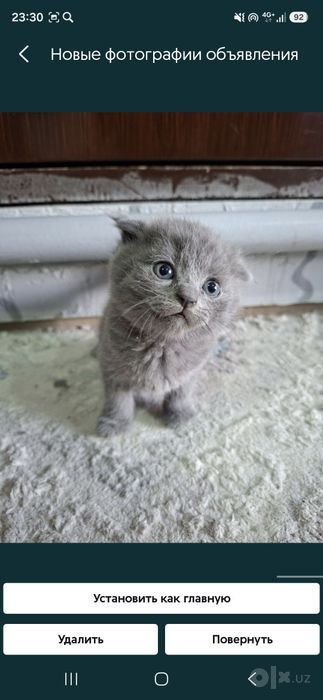 Продаются котята