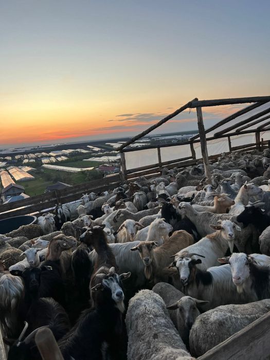 CAPRE SI OI de vanzare