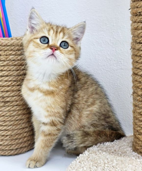 БриТашКи ОчаРоваШки