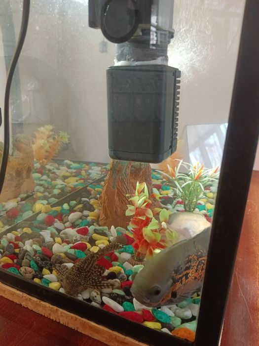 Avstranatuslar oq va qora   bor