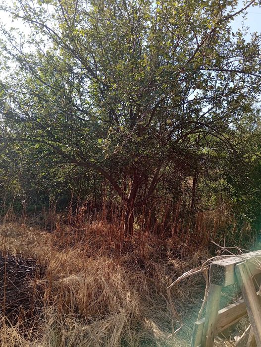 Косене почистване на дворни пространства