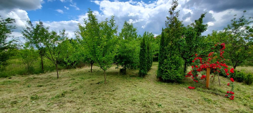 Defrișări spatii verzi