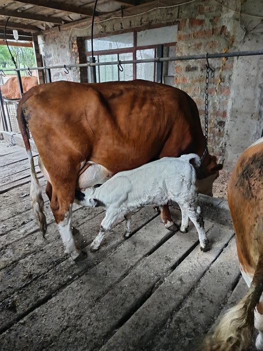 Vând vaca cu. Pedigri Vitel