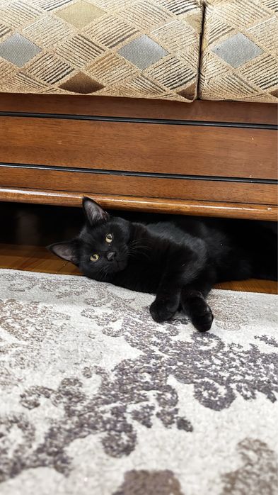 В добрые руки кошечку 5 мес