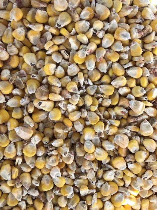 Кукуруза продовольственная