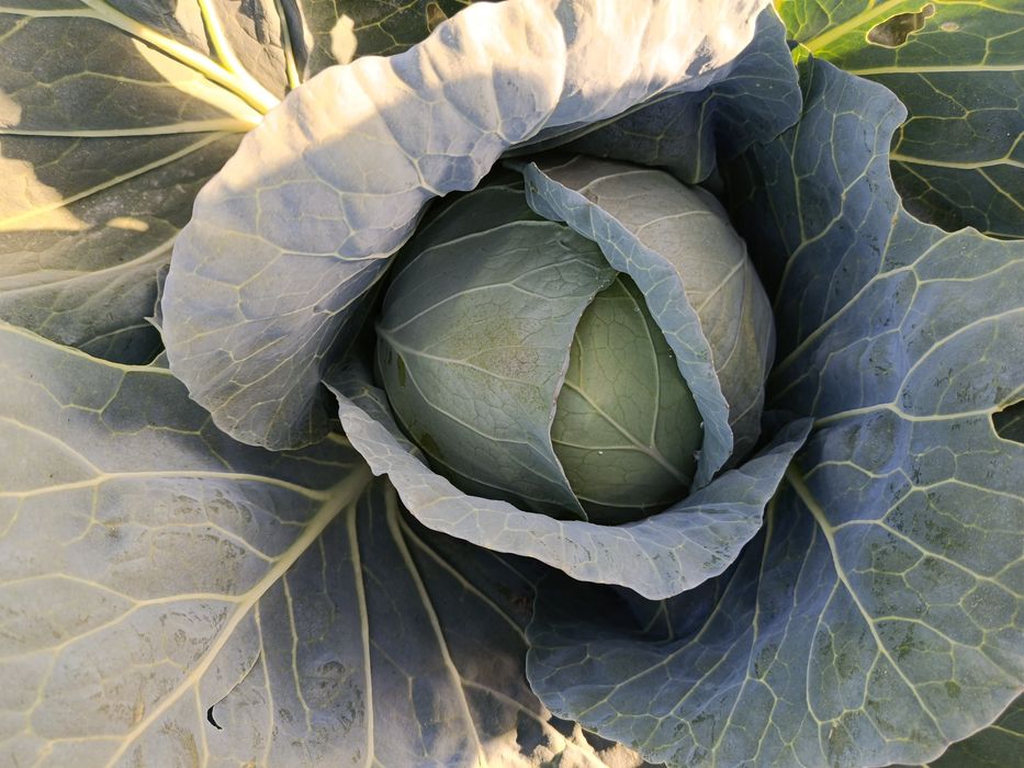 Продам бело качанную капусту