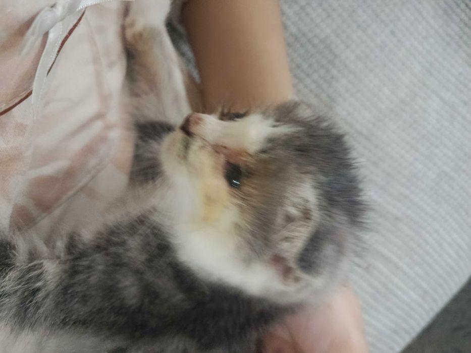 Котенок ищет добрые руки(отдам сразу с лаком и миской)