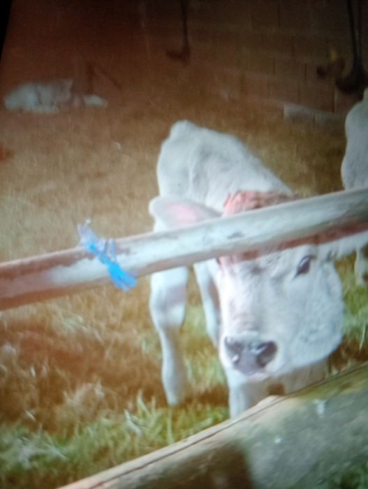 Vând juninca la prima fatare