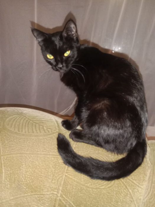 Пристатваются молодые кошки