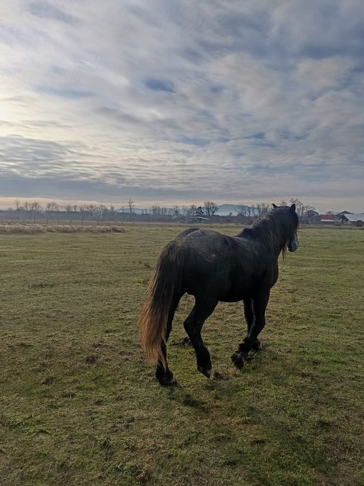 Vând mânz de doi ani