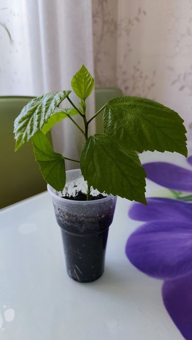 Продам гибискус (китайская роза)