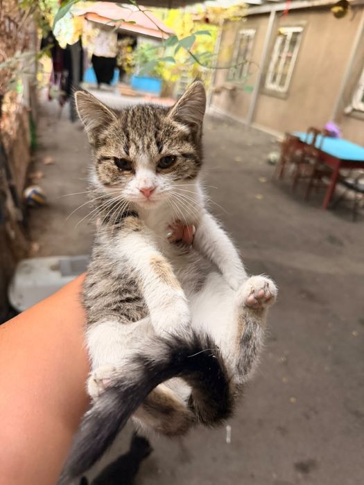 котята, не породистые