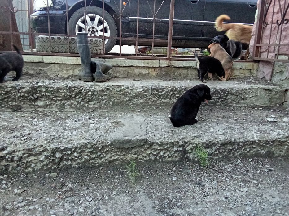 Отдам в добрые руки щенки.