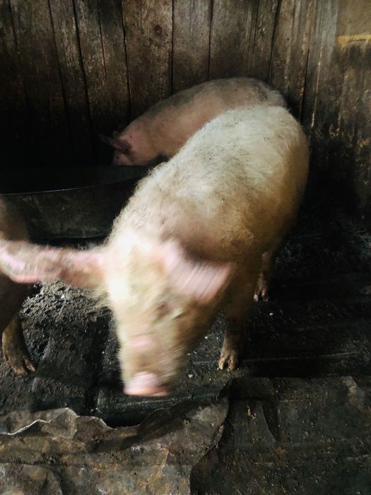 Продам кабанчика