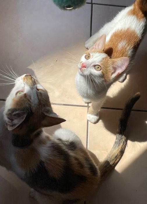 Подарявам малко коте