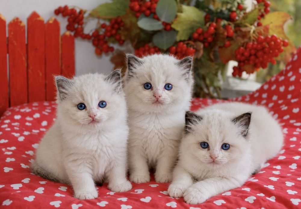 Регдол/ Ragdoll/ котенца