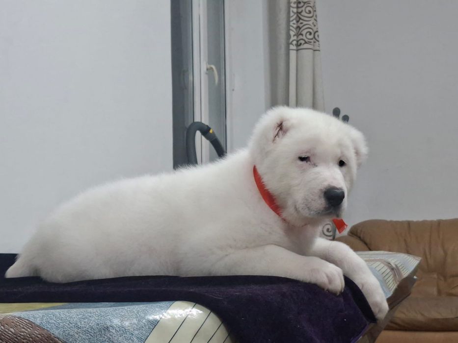 Продам белую медведицу алабайка