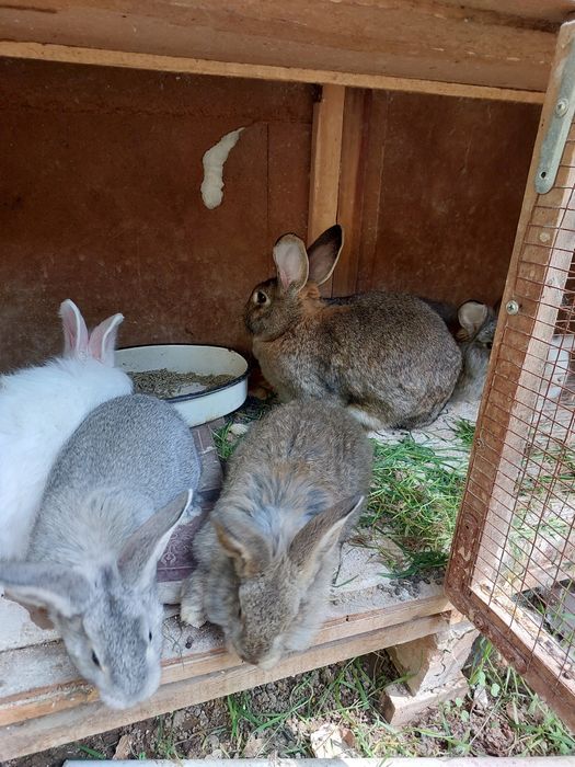 Продам кроликов 5 штук