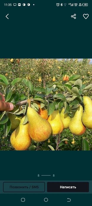 Turli xildagi mevali ko'chatlar sotiladi 15000