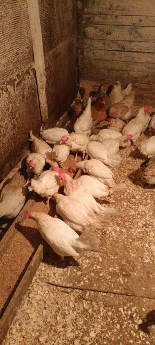 Куры ленгорн достака