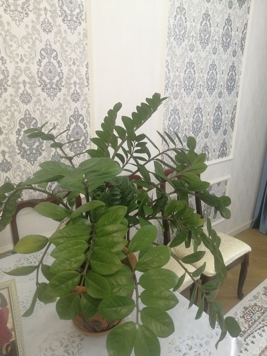 Продам комнатные цветы