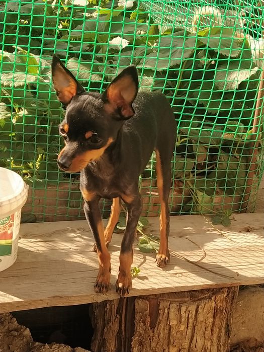 Вязка той терьера