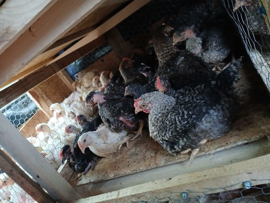 Vindem puii porumbac kabir si pui albi