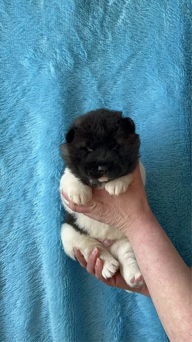 Щенки Американской акиты