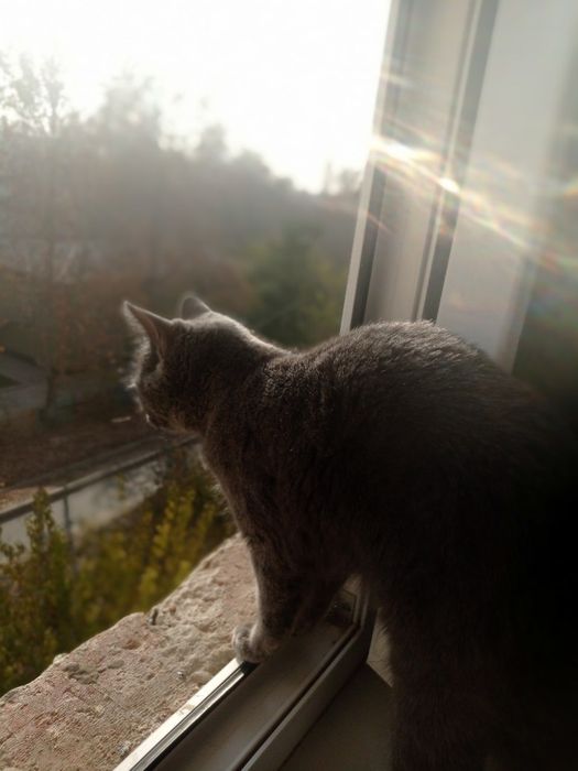 Britansky Skottish Strayt Sirre