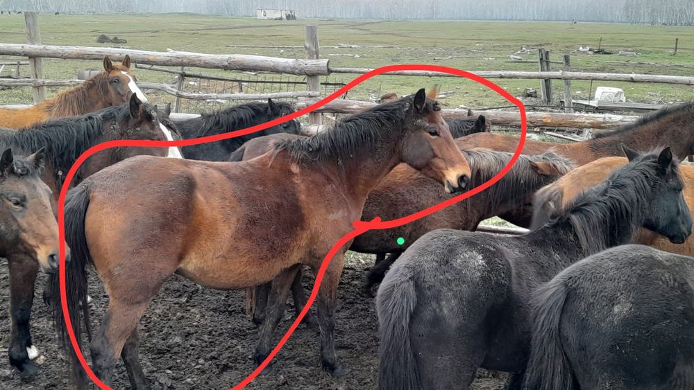 Продам кобылу 6лет