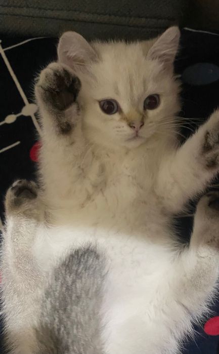 ПРОДАМ котенка Blue-point