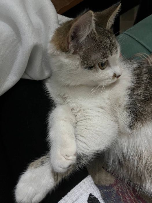Кошка девочка бесплатно