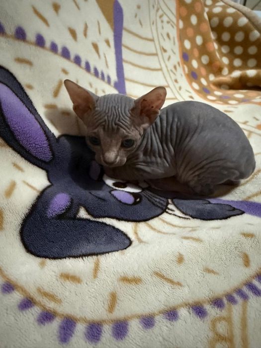Котята Сфинкса Донского
