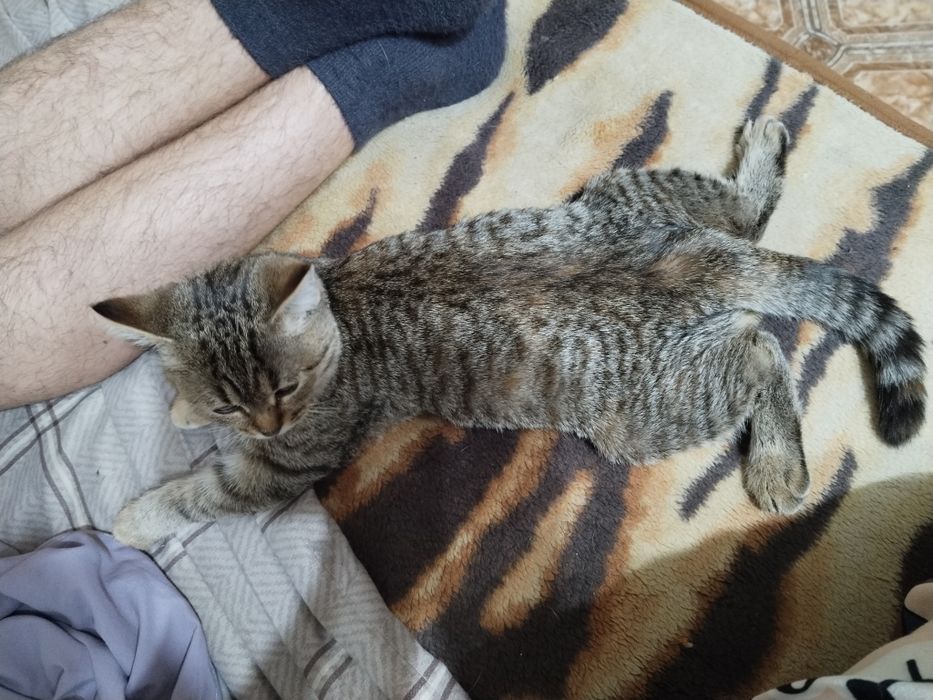 Коошечка в добрые руки