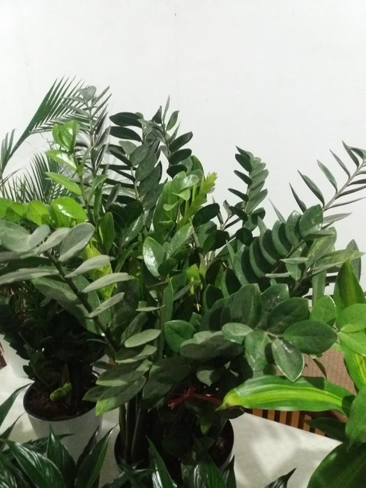 Продается комнатные цветы