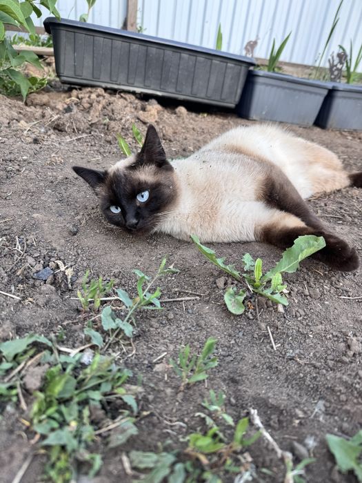 Отдам сиамскую кошку