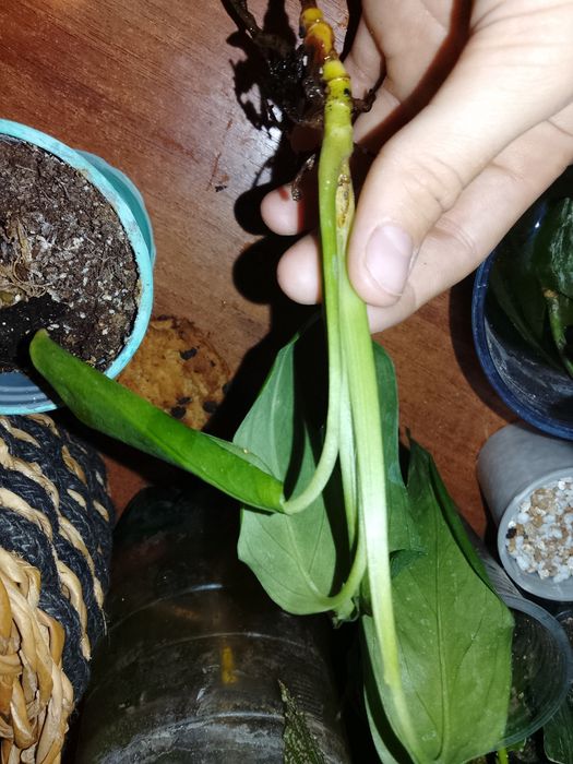 Цветок Монстера !