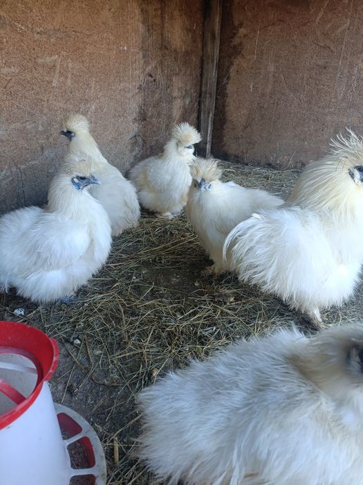 Vând găini mătase japoneză