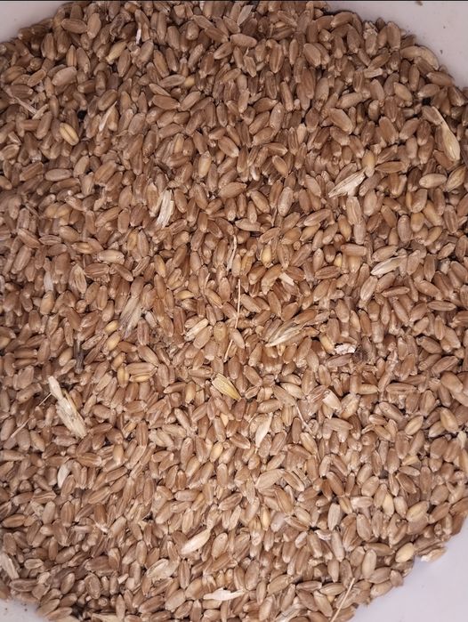 Продаю пшеницу мешками