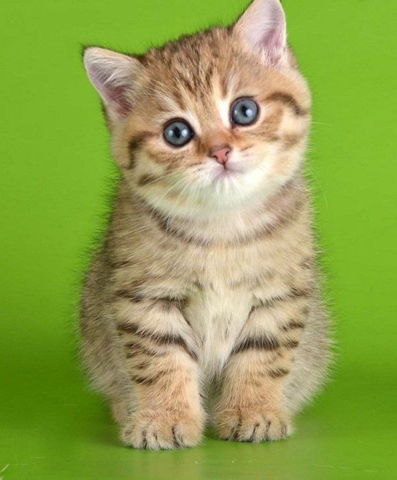 Seks porno Turkiya Kaz