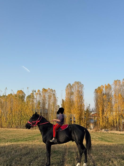 Ot soglom продаётся лошадь