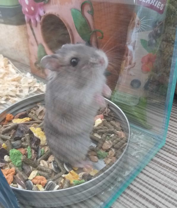 Acvariu pesti sau hamsteri 30x60cm complet echipat + hamsteri bonus