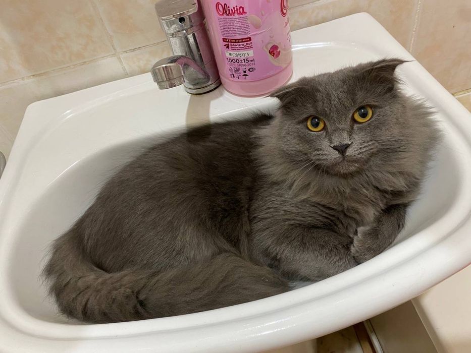 Вязка приглашаем на вязку девочек безплатнооо