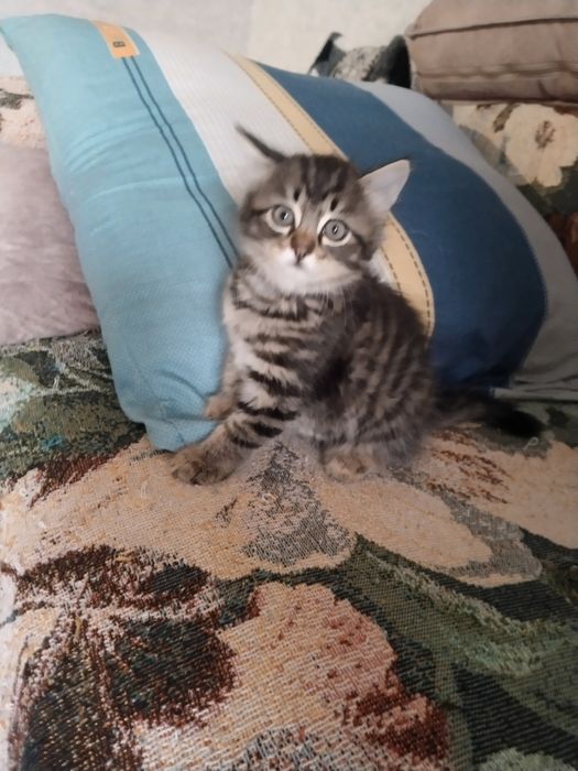 Отдам котят в хорошие руки